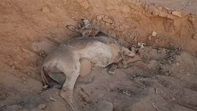 ضبط تروسيكل محمل بحمار نافق قب...