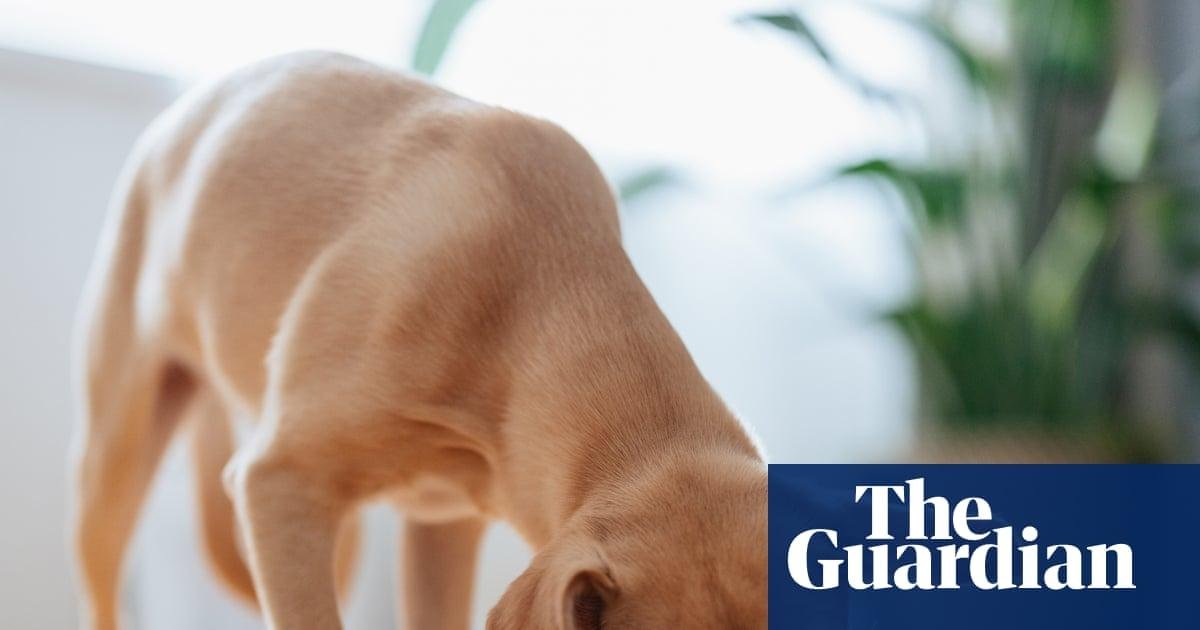 Dog food recalled after report...
