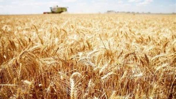 رئيس غرفة الحبوب: طرح 500 طن قمح أسبوعيًا لكل مطحن يهدئ السوق