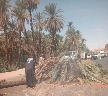 سقوط نخلة على طريق مصر – أسوان الزراعي وتعطل الحركة المرورية