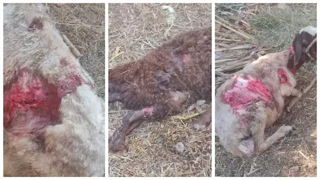 استيقظوا على صراخ الأغنام.. ال...