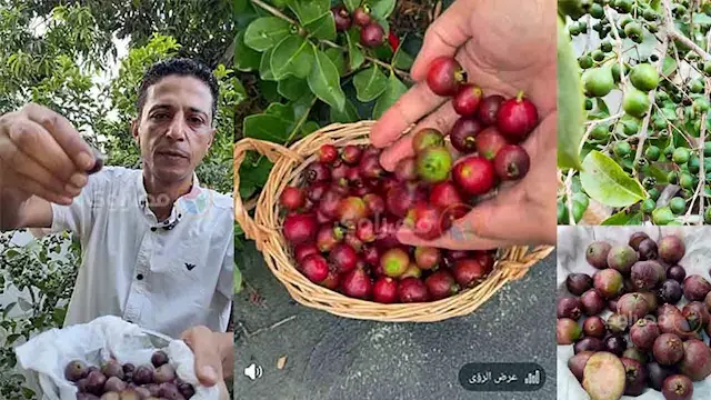 جوافة بحجم الكريز وطعم الفراول...