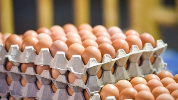 ارتفاع مفاجئ.. لماذا صعدت أسعار كرتونة البيض بالأسواق؟