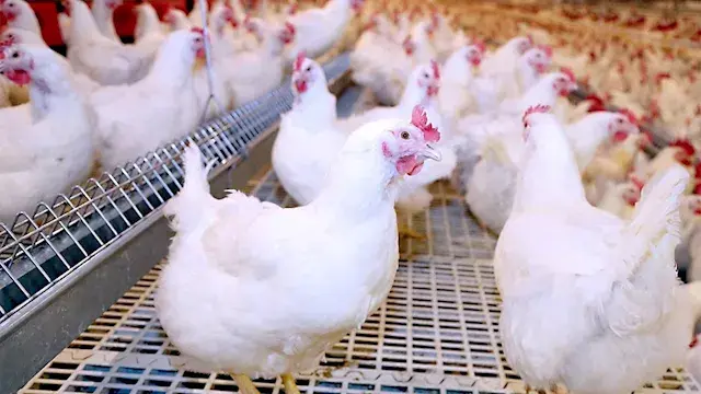شعبة الدواجن تقترح طرح مجزءات الفراخ على بطاقات التموين