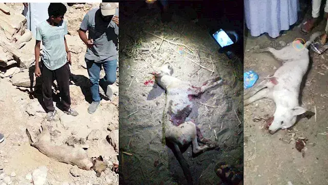 جيرة الموت.. هكذا يعيش أهالي القرى الجبلية بسوهاج وسط الحيوانات المفترسة -صور