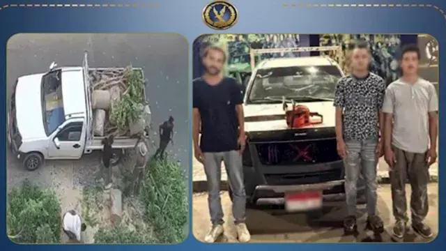 جريمة في وضح النهار.. ضبط 4 متهمين بتقطيع أشجار الشوارع وسرقتها في الإسكندرية