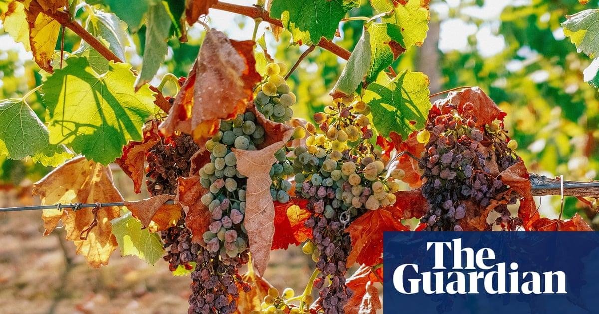 French winemakers forecast 30-...
