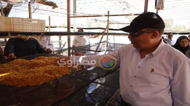 العنب يتحول إلى زبيب.. محافظ ا...