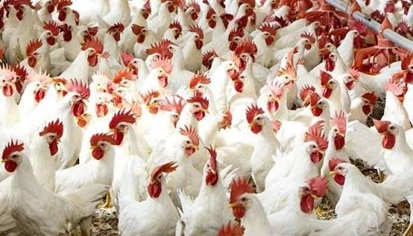 الدواجن البيضاء تسجل 90 جنيها للكيلو بالبحيرة.. ومواطنون يطالبون بتشديد الرقابة