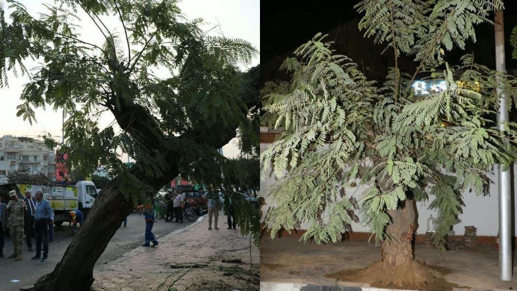 بعد سقوطها على عقار.. نقل شجرة عملاقة وإعادة زراعتها في مصر الجديدة