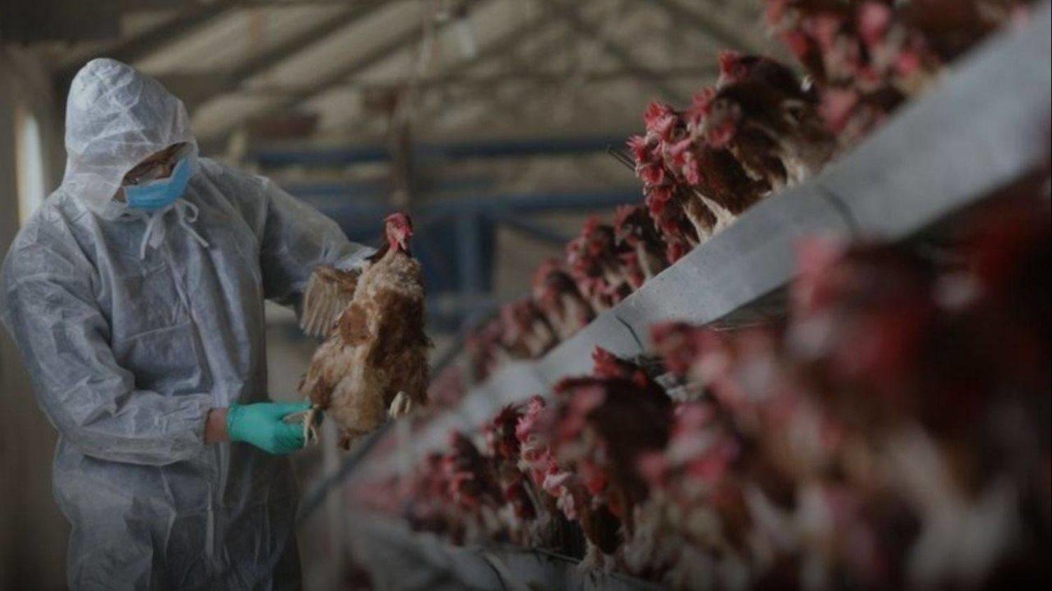أستراليا تسجل أول حالة إصابة بإنفلونزا الطيور من سلالة H5N1